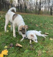 LUCY, Hund, Mischlingshund in Bulgarien - Bild 10