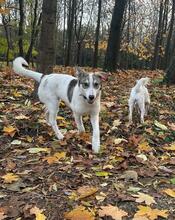 LUCY, Hund, Mischlingshund in Bulgarien - Bild 12