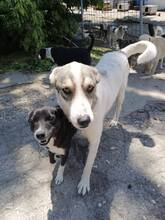 LUCY, Hund, Mischlingshund in Bulgarien - Bild 7