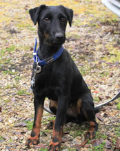 JULLY, Hund, Deutscher Jagdterrier in Kroatien - Bild 5