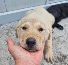 EMIL, Hund, Mischlingshund in Rumänien - Bild 11