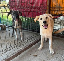 EMIL, Hund, Mischlingshund in Rumänien - Bild 2