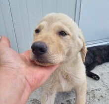 EMIL, Hund, Mischlingshund in Rumänien - Bild 9