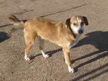 KELSEY, Hund, Mischlingshund in Bulgarien - Bild 1