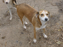 KELSEY, Hund, Mischlingshund in Bulgarien - Bild 11