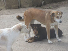 KELSEY, Hund, Mischlingshund in Bulgarien - Bild 12