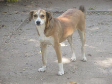 KELSEY, Hund, Mischlingshund in Bulgarien - Bild 13