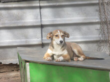 KELSEY, Hund, Mischlingshund in Bulgarien - Bild 18