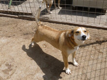 KELSEY, Hund, Mischlingshund in Bulgarien - Bild 21