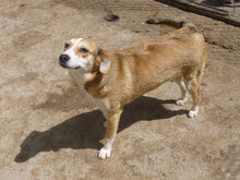 KELSEY, Hund, Mischlingshund in Bulgarien - Bild 23