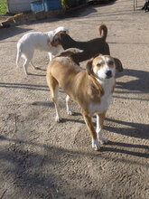 KELSEY, Hund, Mischlingshund in Bulgarien - Bild 3