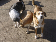 KELSEY, Hund, Mischlingshund in Bulgarien - Bild 4