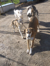 KELSEY, Hund, Mischlingshund in Bulgarien - Bild 5