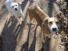 KELSEY, Hund, Mischlingshund in Bulgarien - Bild 9