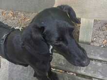 NOLON, Hund, Mischlingshund in Uetersen - Bild 34