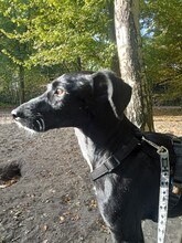 NOLON, Hund, Mischlingshund in Uetersen - Bild 35