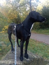 NOLON, Hund, Mischlingshund in Uetersen - Bild 36