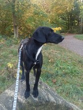 NOLON, Hund, Mischlingshund in Uetersen - Bild 37
