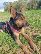 ZEENA, Hund, Deutscher Schäferhund-Mix in Spanien - Bild 1