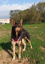 ZEENA, Hund, Deutscher Schäferhund-Mix in Spanien - Bild 2