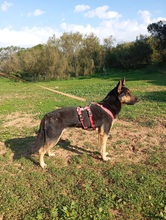 ZEENA, Hund, Deutscher Schäferhund-Mix in Spanien - Bild 4