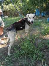 WILLY, Hund, Mischlingshund in Bulgarien - Bild 9