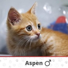 ASPEN, Katze, Europäisch Kurzhaar in Bulgarien