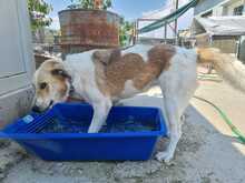 PÜPPI, Hund, Mischlingshund in Griechenland - Bild 2