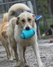 PÜPPI, Hund, Mischlingshund in Griechenland - Bild 6