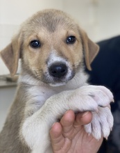 PADME, Hund, Mischlingshund in Griechenland - Bild 10