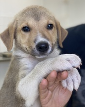 PADME, Hund, Mischlingshund in Griechenland - Bild 2