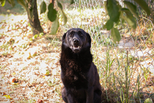 LUKA, Hund, Mischlingshund in Kroatien - Bild 1