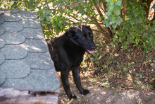 LUKA, Hund, Mischlingshund in Kroatien - Bild 2