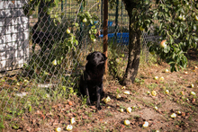 LUKA, Hund, Mischlingshund in Kroatien - Bild 4