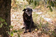 LUKA, Hund, Mischlingshund in Kroatien - Bild 5