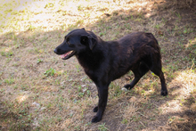 LUKA, Hund, Mischlingshund in Kroatien - Bild 7