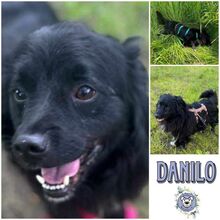 DANILO, Hund, Mischlingshund in Ribnitz-Damgarten