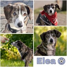 ELEA, Hund, Mischlingshund in Sprockhövel