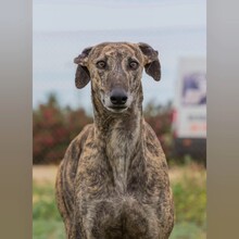 PRINCIPE, Hund, Galgo Español in Spanien