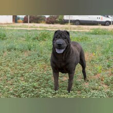 KYRA, Hund, Shar Pei in Spanien