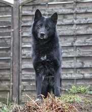 NAIRA, Hund, Deutscher Schäferhund-Mix in Solingen - Bild 5