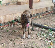 LELA, Hund, Mischlingshund in Griechenland - Bild 4