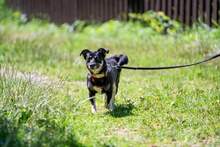 JASIA, Hund, Mischlingshund in Bad Wünnenberg - Bild 1