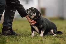 JASIA, Hund, Mischlingshund in Bad Wünnenberg - Bild 11