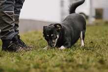 JASIA, Hund, Mischlingshund in Bad Wünnenberg - Bild 15