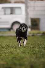 JASIA, Hund, Mischlingshund in Bad Wünnenberg - Bild 16