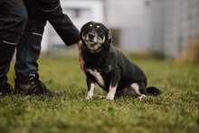 JASIA, Hund, Mischlingshund in Bad Wünnenberg - Bild 8