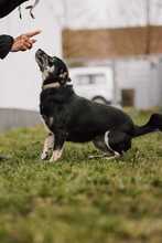 JASIA, Hund, Mischlingshund in Bad Wünnenberg - Bild 9