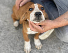 GALLAGHER, Hund, Mischlingshund in Kroatien - Bild 10