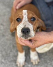 GALLAGHER, Hund, Mischlingshund in Kroatien - Bild 11